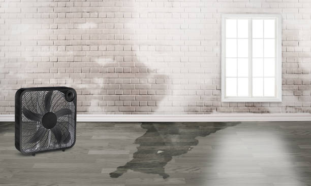 Best Water damage cleanup near me  in Clayton, CA